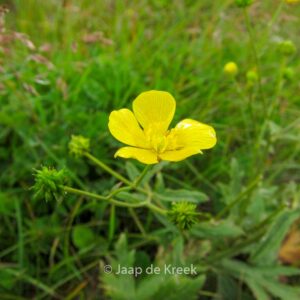 Ranunculus acris