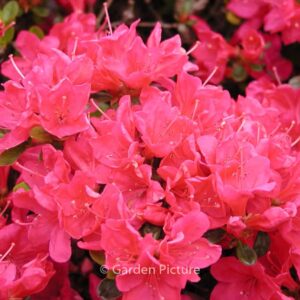 Rhododendron 'Anne Frank' (Azalea)