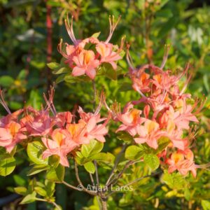 Rhododendron 'Queen of England' (Azalea)