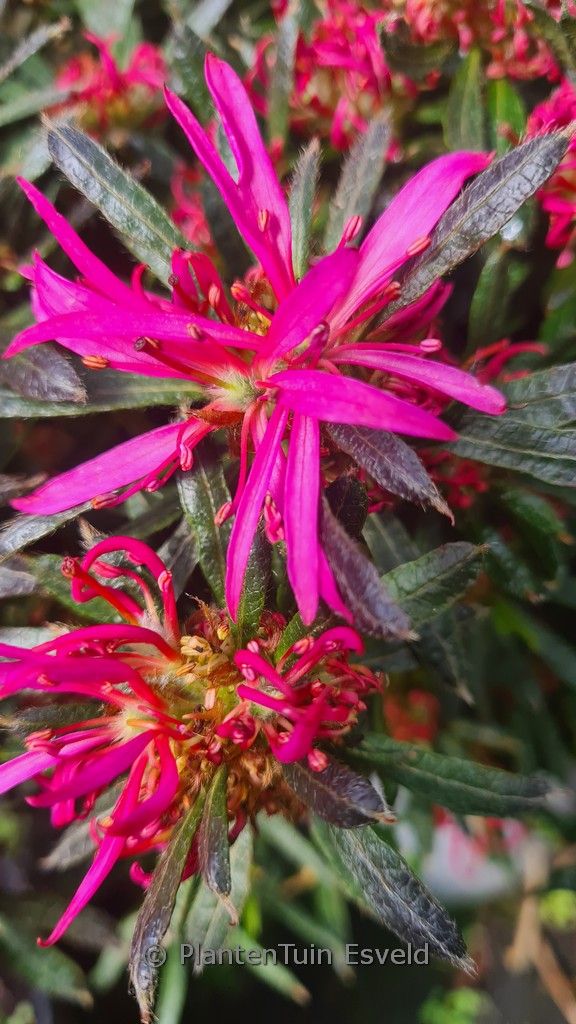 Rhododendron obtusum 'StarStyle Lila' (Azalea