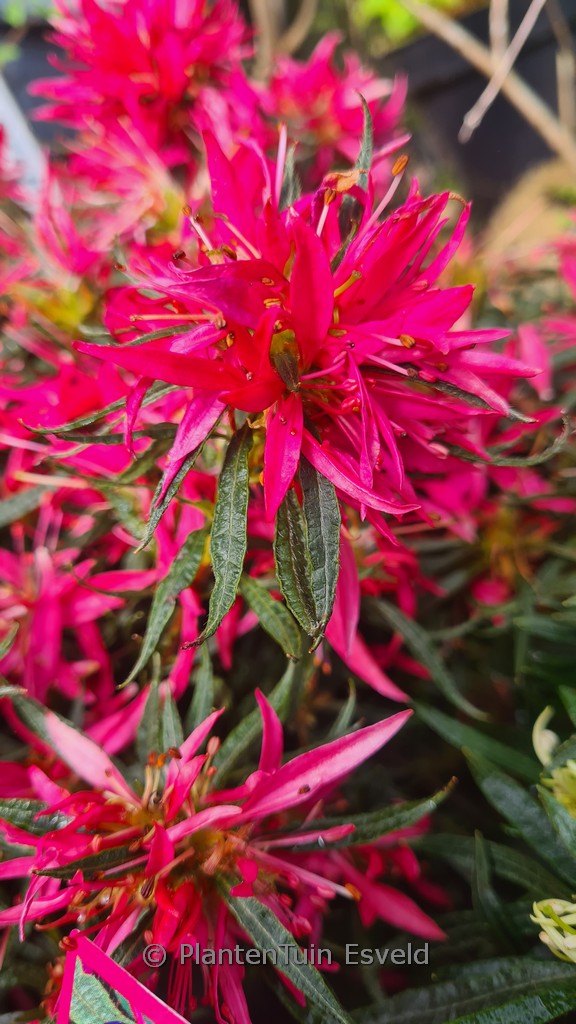 Rhododendron obtusum 'StarStyle Pink' (Azalea