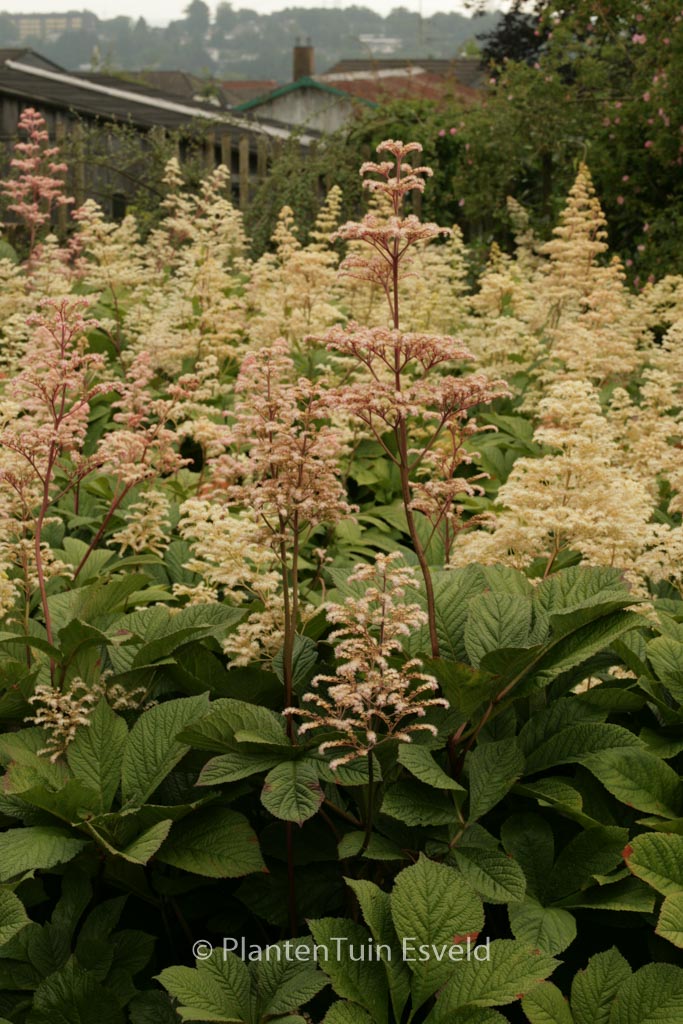 Rodgersia 'Herkules'