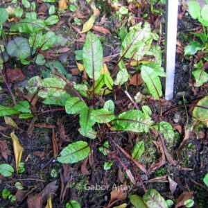 Rumex sanguineus