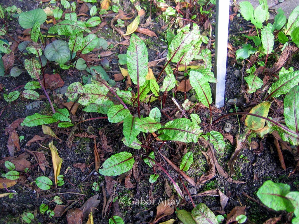 Rumex sanguineus