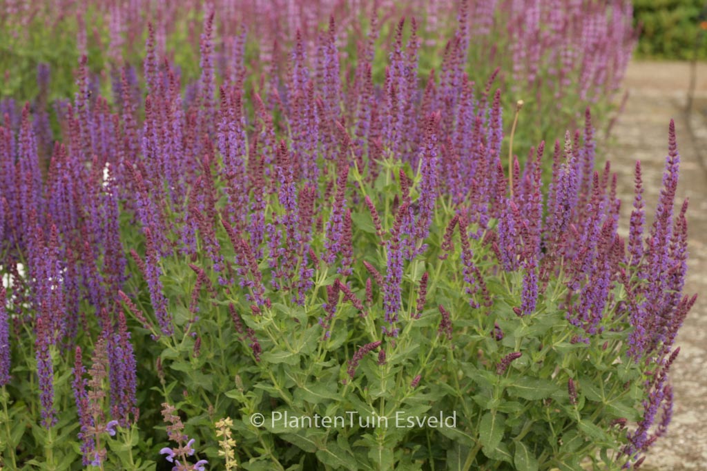 Salvia nemorosa