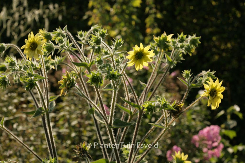 Silphium mohrii