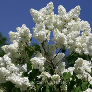 Syringa vulgaris 'Mont Blanc'
