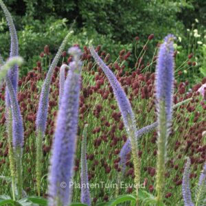 Veronicastrum virginicum