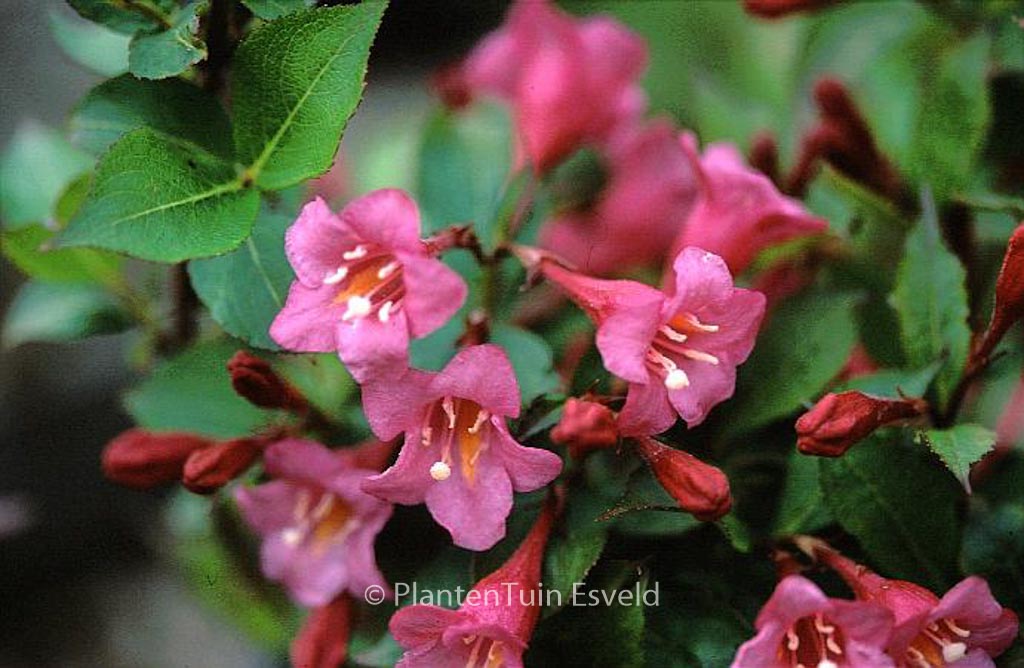 Weigela 'Evita'