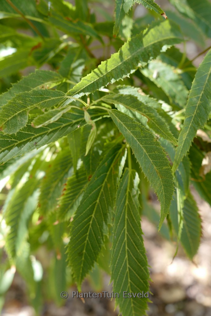 Acer carpinifolium 'Esveld Select'