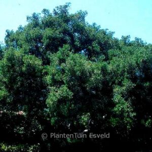 Afrocarpus falcatus