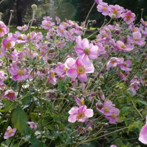 Anemone hybrida 'Rosenschale'