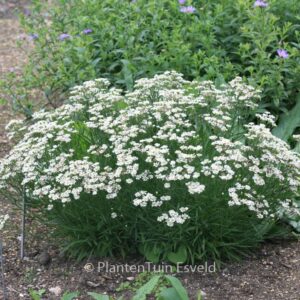 Aster ptarmicoides 'Major'