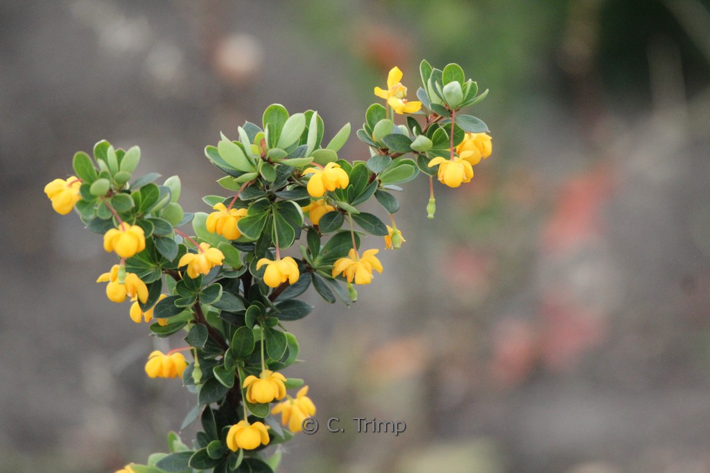 Berberis buxifolia 'Nana'