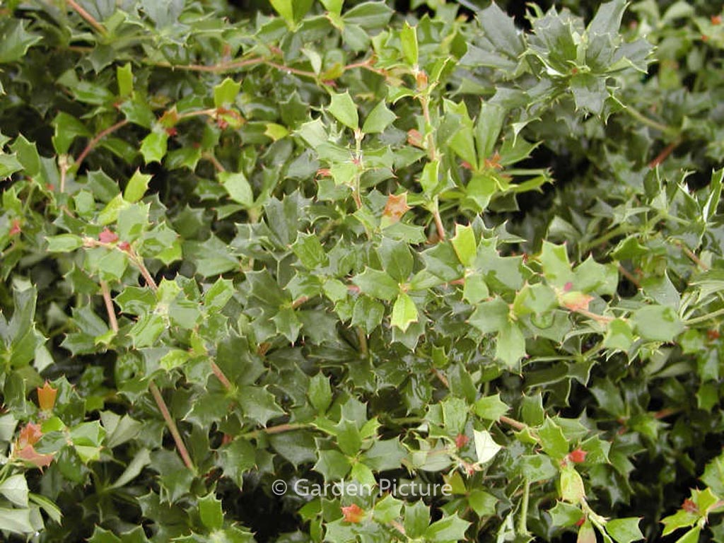 Berberis darwinii 'Compacta'