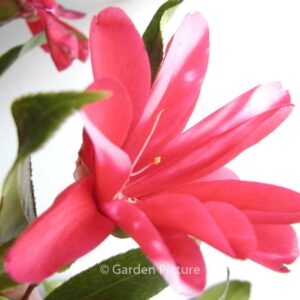 Camellia japonica 'Kujaku-tsubaki'
