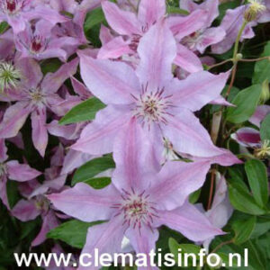 Clematis 'Violetta'