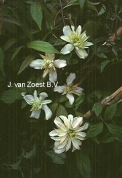 Clematis montana 'Jenny Keay'