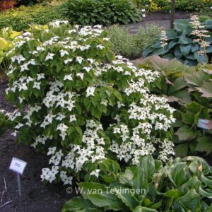 Cornus kousa 'Girard's Dwarf'