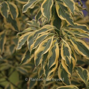 Cornus kousa 'Summer Gold'