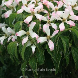 Cornus kousa 'Tsukuba no mine'