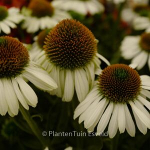 Echinacea purpurea 'Sombrero Blanco'