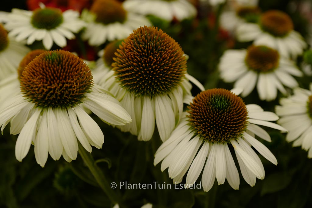 Echinacea purpurea 'Sombrero Blanco'