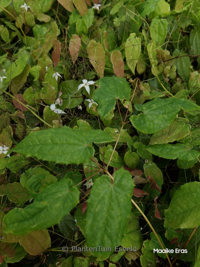 Epimedium 'Mandarin Star'