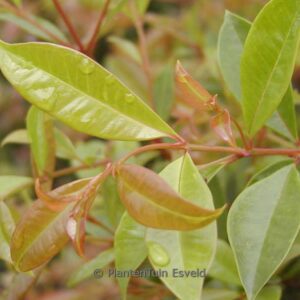 Eugenia myrtifolia 'Newport'