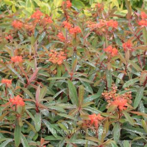 Euphorbia griffithii 'Fireglow'