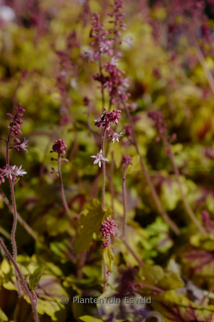 Heucherella 'Eye Spy'