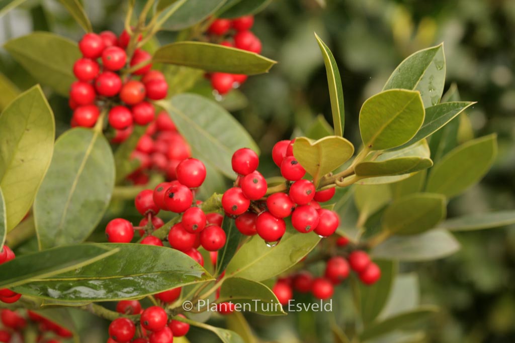 Ilex altaclerensis 'Belgica'