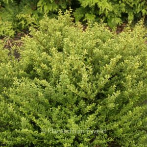 Ilex crenata 'Glorie Dwarf'