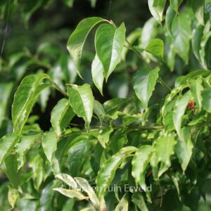 Ilex micrococca