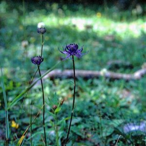 Jasione montana