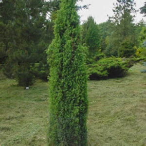 Juniperus communis 'Pyramidalis'