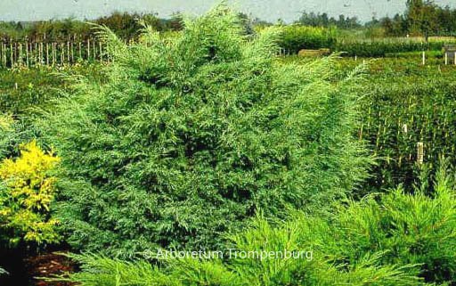 Juniperus virginiana 'Hetz'