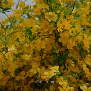 Kadsura japonica