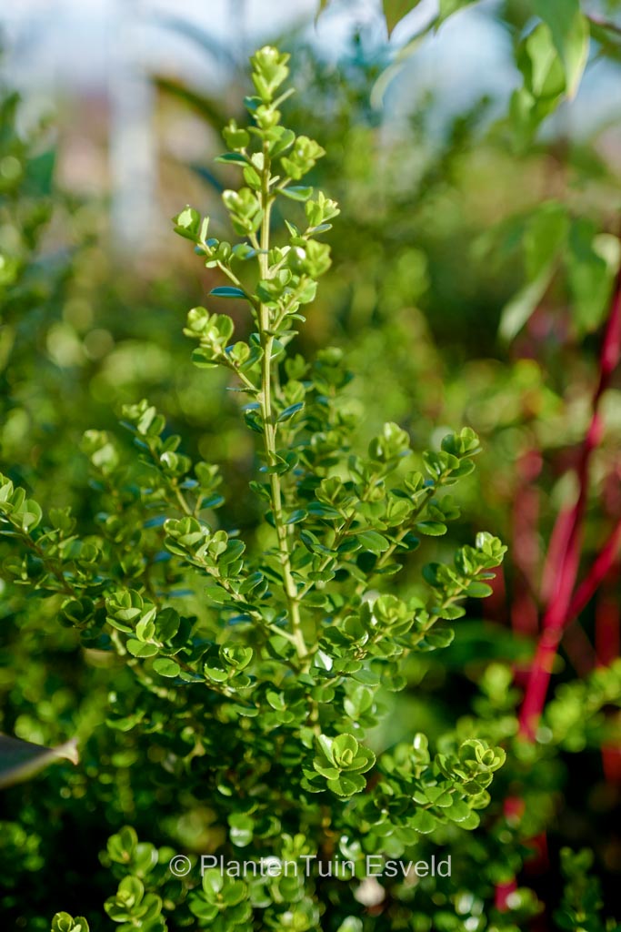 Myrsine africana