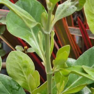 Olearia traversii
