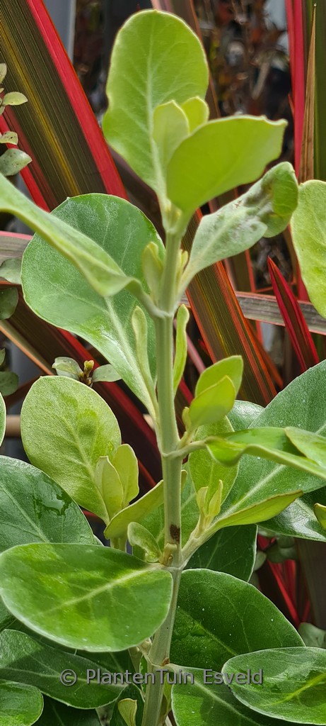 Olearia traversii