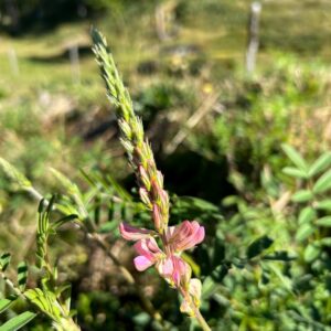 Onobrychis viciifolia