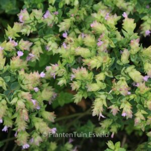 Origanum 'Dingle Fairy'