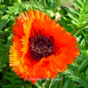 Papaver orientale 'Tuerkenlouis'