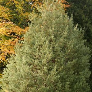 Phyllocladus aspleniifolius