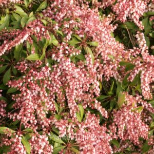 Pieris japonica 'Rosalinda'
