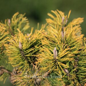 Pinus mugo 'Zundert'