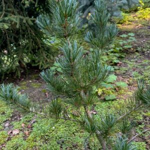 Pinus parviflora 'Pentaphylla Glauca'