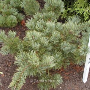 Pinus strobus 'Brevifolia'