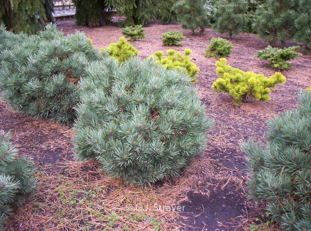 Pinus sylvestris 'Frensham'